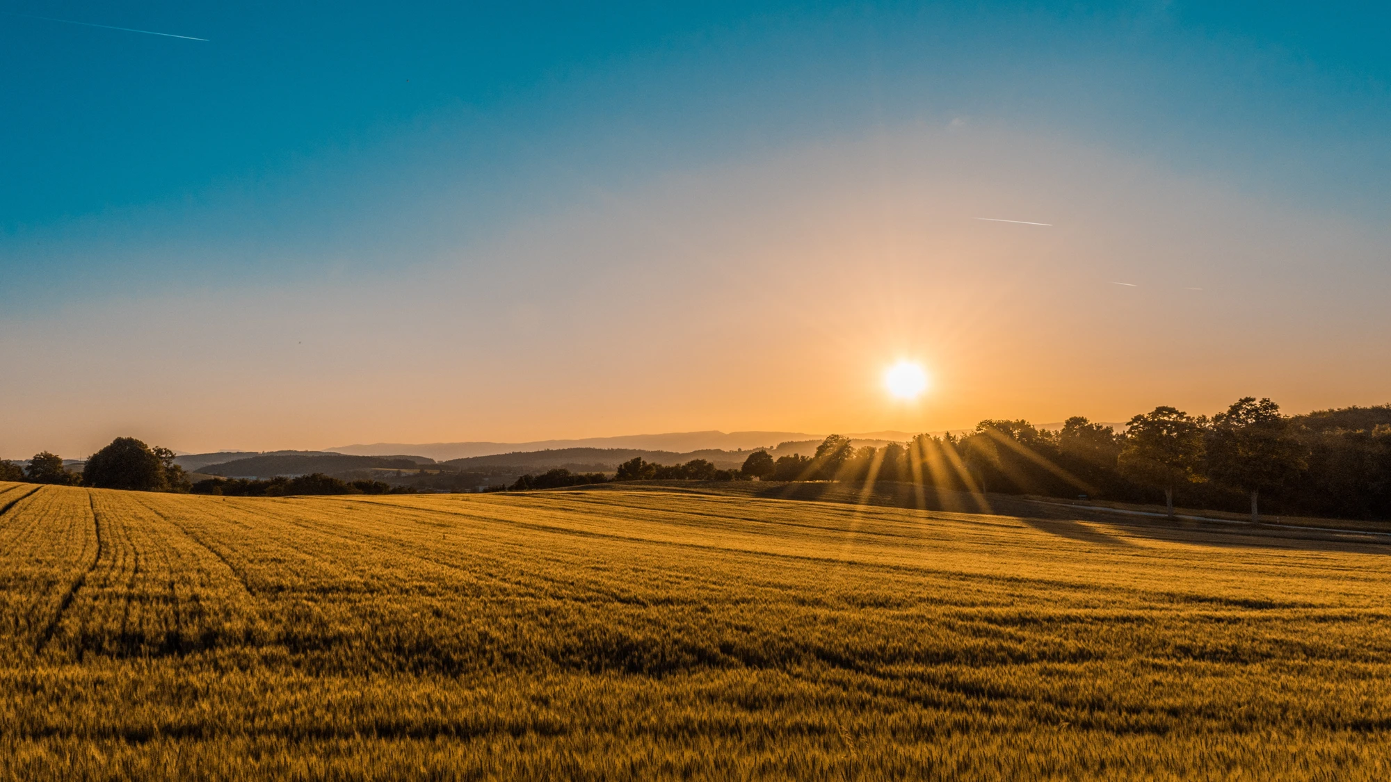 Golden wheat field at sunset behind Town & Country Veterinary Hospital, Media, PA