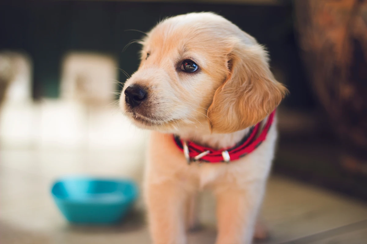 Veterinary hospital media aston Delaware County PA